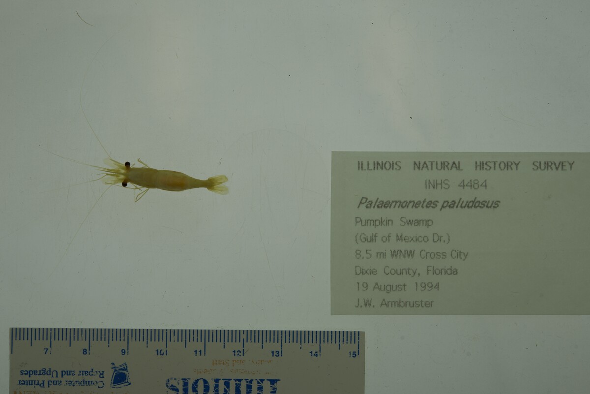 Palaemonetes paludosus image